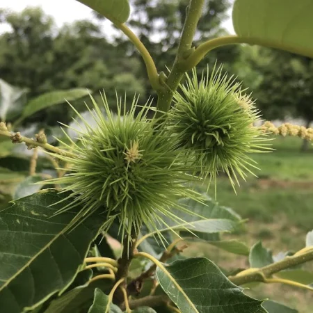 CETEV-Parsada-CROC-ChatOFor CETEV-Parsada-CROC-ChatOFor