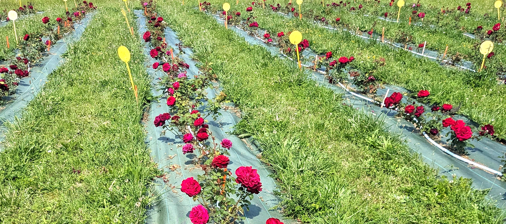 CETEV-picto-HORTICULTURE