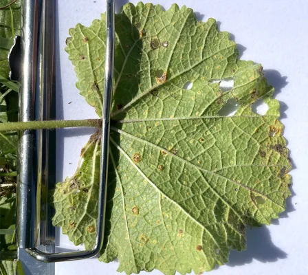 CETEV-picto-HORTICULTURE-patho1-rouille