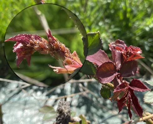 CETEV-picto-HORTICULTURE-patho2-puceron-rosier