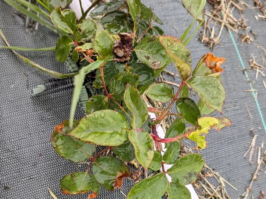 CETEV-picto-HORTICULTURE-patho3