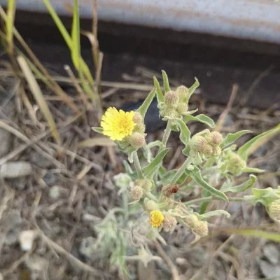 CETEV-prob-zna-jevi-Andryala integrifolia