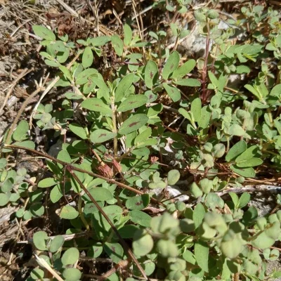 CETEV-prob-zna-jevi-Euphorbia maculata