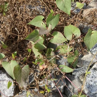 CETEV-prob-zna-jevi-Fallopia convolvulus