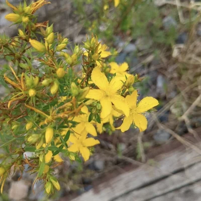 CETEV-prob-zna-jevi-Hypericum perfoliatum