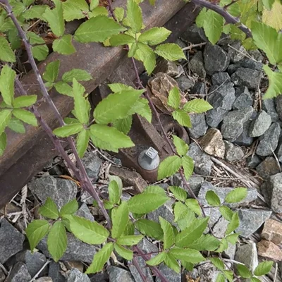 CETEV-prob-zna-jevi-Rubus discolor