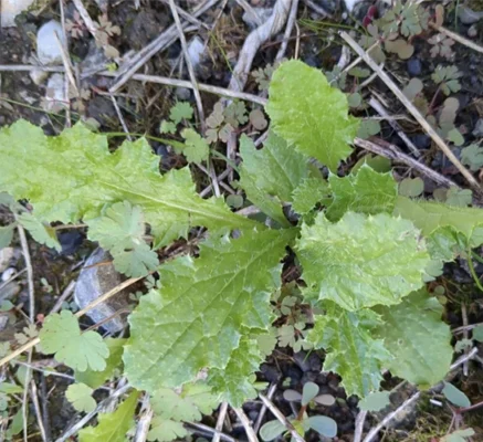 CETEV-prob-zna-jevi-Tyrimnus leucographus