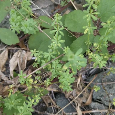 CETEV-prob-zna-jevi- sylvaticum